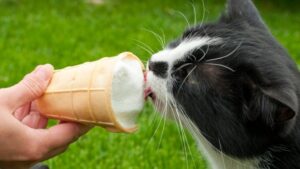 9 golosinas caseras para gatos inspiradas en el otoño que a tu felino le encantará comer