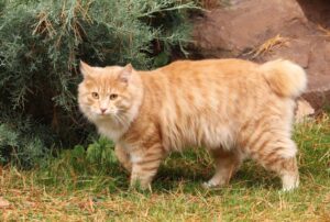 Razas de Gatos con Carácter Curioso