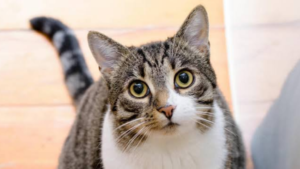 ¿Qué significa la letra M en los gatos?