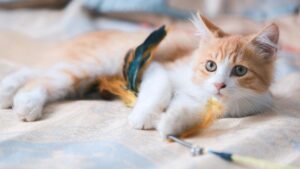 ¿Cómo identificar las enfermedades más comunes en gatos?