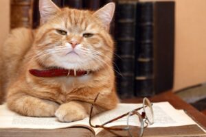¿Cómo cuidar de un gato anciano? Consejos prácticos y recomendaciones