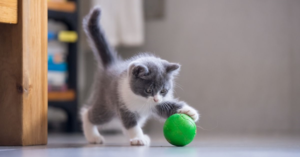 ¿Cómo hacer que tu gato haga más ejercicio?