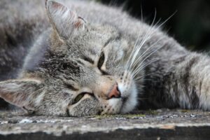 ¿Cómo entender y tratar el estrés en gatos?