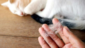 ¿Cómo prevenir la pérdida de pelo en gatos?