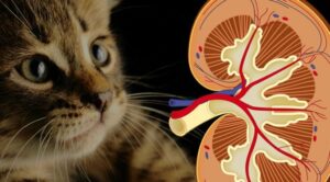¿Cómo prevenir y tratar la enfermedad renal en gatos?