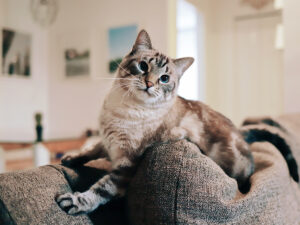 ¿Cómo evitar que tu gato arañe los muebles?