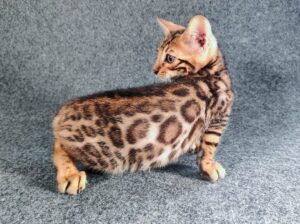 Gato Bengalí vs. Otras razas de gatos