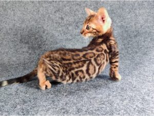 Evolución de los Gatos Bengalíes