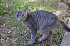 ¿Qué hacer si tu gato se pierde? Consejos y recomendaciones