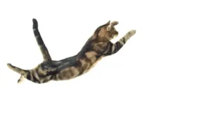 Por qué los gatos caen siempre de pie: misterio revelado
