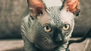 Razas de gatos más extrañas