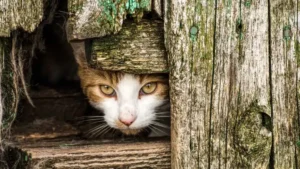 La nueva ley obliga a los ayuntamientos a identificar, castrar y vacunar a todos los gatos callejeros