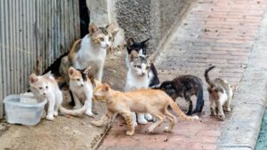 ¿Dónde se esconden los gatos callejeros?