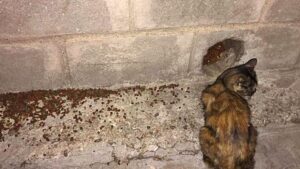 ¿Un gato callejero puede adaptarse a vivir en casa?