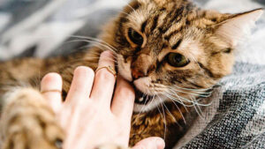 Qué es la Etología Felina y para qué sirve