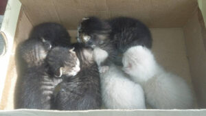 ¿Qué hacer si te encuentras gatitos recién nacidos?