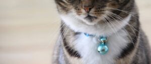 Por qué no debes ponerle un cascabel a tu gato