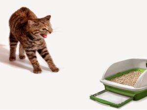 ¿Por qué tu gato orina fuera del arenero?