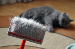 Muda de Pelo en Gatos