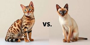 Comparación entre el gato bengalí y el siamés