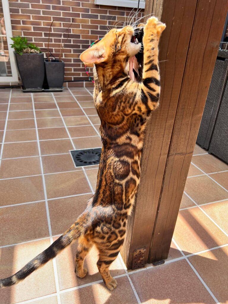 Gato bengalí en un criadero especializado, representando una inversión premium en mascotas