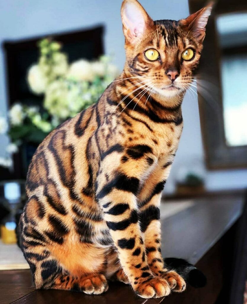 gato bengali