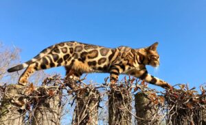 Pelaje glitter del gato bengalí: el brillo dorado que distingue a los ejemplares puros