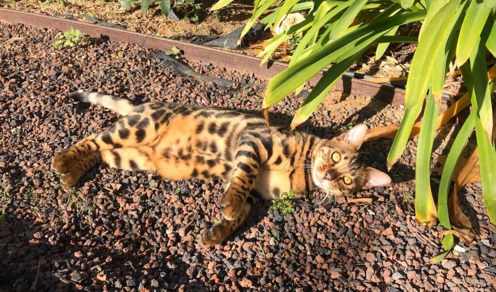 gato bengalí en el jardín