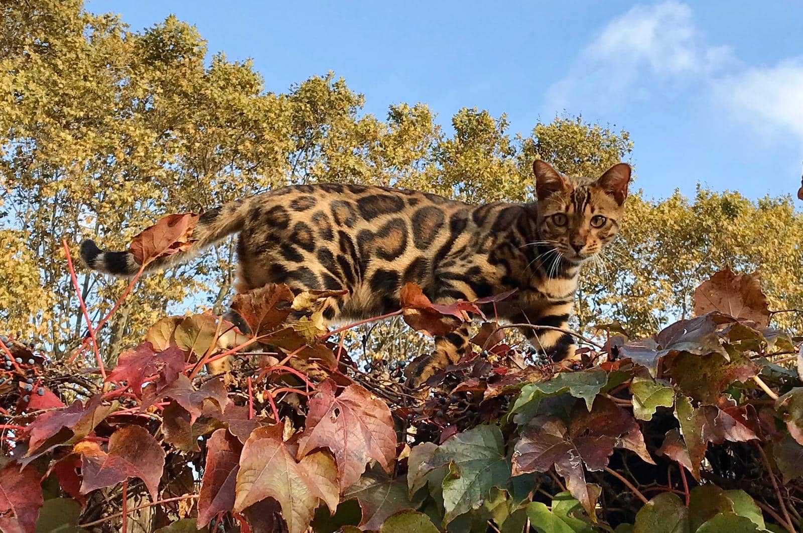 gato bengalí trepando