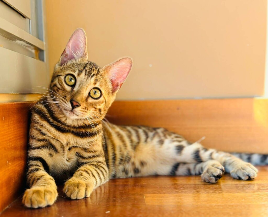 gato bengali en piso pequeño