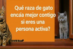 ¿Qué raza de gato encaja mejor contigo si eres una persona activa?