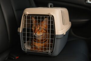 Viajar en coche con un gato bengalí: guía completa para un trayecto seguro y sin estrés